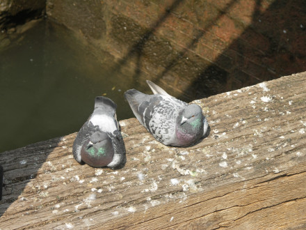 Les pigeons les plus photographiés de Strasbourg