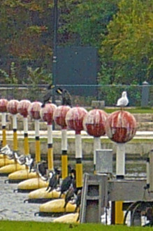 15 octobre 2007 Alfortville Ecluse du Port à l'Anglais Cormorans et mouettes