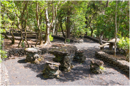 Azoren/Faial, Reserva Florestal Natural Parcial Do Cabeço Do Fogo