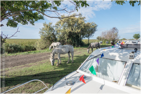 Hausbootferien 2015, Lattes, Camargue Pferde bei Franquevaux